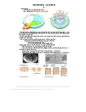 Nguyên phân và giảm phân - Đề cương sinh học phân tử –Trường Đại học Nguyễn Tất Thành