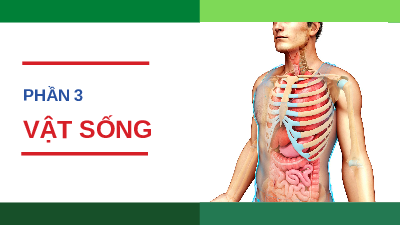 Giáo án điện tử Khoa học tự nhiên 8 Bài 27 Cánh diều: Khái quát về cơ thể người