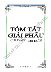 GIAI PHẪU CHI TRÊN VÀ CHI DƯỚI môn Giải phẫu | Trường Đại Học Y Dược Thái Bình