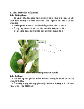 Thực vật dược học: Cấu trúc và Bộ phận của Hoa | Công nghệ sinh học | Đại học Tôn Đức Thắng