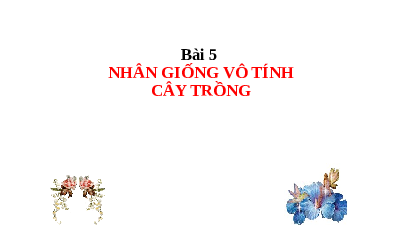 Giáo án điện tử Công nghệ 7 Bài 5 Kết nối tri thức: Nhân giống vô tính cây trồng
