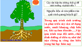 Giáo án điện tử Khoa học tự nhiên 7 bài 29 Chân trời sáng tạo : Trao đổi nước và các chất dinh dưỡng ở thực vật