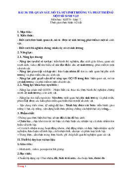 Giáo án KHTN 7 kết nối tri thức bài 38: Thực hành quan sát mô tả sự sinh trưởng và phát triển ở một số sinh vật