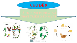 Giáo án điện tử Khoa học tự nhiên 7 bài 34 Chân trời sáng tạo : Sinh trưởng và phát triển ở sinh vật