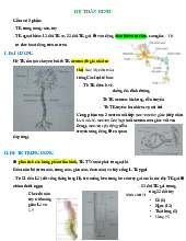 HỆ THẦN KINH: Cấu Trúc và Chức Năng môn Sinh học | Trường Đại Học Y Dược Thái Bình