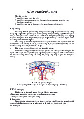 Giải phẫu xương khớp đầu mặt cổ - Mô tả cấu hình được tạo và chức năng của thái độ phù hợp - hàm dưới