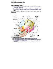 Giải phẫu xương sọ não - Tổng quan và cấu tạo đầu mặt