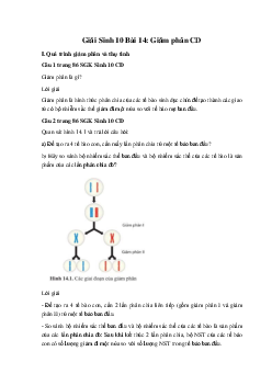 Giải Sinh 10 Bài 14: Giảm phân | Cánh diều