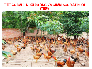 Bài giảng điện tử môn Công nghệ 7 Bài 9: Nuôi dưỡng và chăm sóc vật nuôi (Tiết 23) | Cánh diều