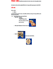 Gian não: Cấu trúc và chức năng gian não từ não trước