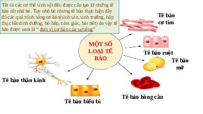 Giáo án điện tử Khoa học tự nhiên 6 bài 19 Kết nối tri thức : Cấu tạo và chức năng các thành phần của tế bào