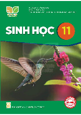 Sách giáo khoa Sinh học 11 - Kết nối tri thức