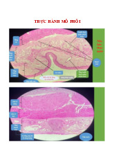 Thực hành Môn Mô phôi | Đại học Hòa Bình