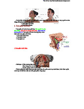 TAM GIÁC CỔ TRONG GIẢI PHẨU HỌC - CÁC PHÂN KHU VÙNG CỔ