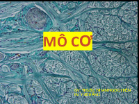 Mô cơ | Bài giảng mô học