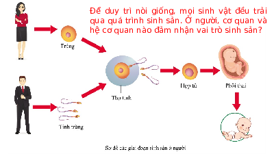 Giáo án điện tử Khoa học tự nhiên 8 Bài 40 Kết nối tri thức: Sinh sản ở người