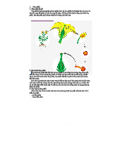 Thụ phấn và Thụ tinh ở Thực vật - Tổng hợp quá trình sinh sản