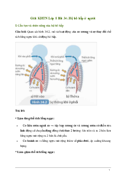 Giải KHTN 8 Bài 34: Hệ hô hấp ở người | Kết nối tri thức