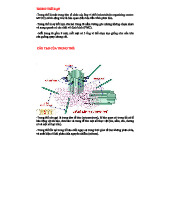 Trung Thể Và Tiên Mao Trong Sinh Học - Môn Sinh Học
