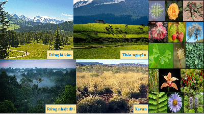 Giáo án điện tử Địa lí 6 Bài 20 Chân trời sáng tạo: Sinh vật và sự phân bố các đới thiên nhiên trên. Rừng nhiệt đới