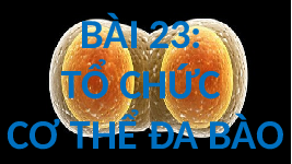 Giáo án điện tử Khoa học tự nhiên 6 bài 23 Kết nối tri thức : Tổ chức cơ thể đa bào