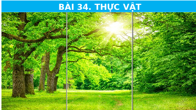 BÀI 34: Thực vật | Bài giảng PowerPoint Khoa học tự nhiên 6 | Kết nối tri thức
