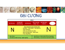 Đại cương Giải phẫu hệ thần kinh | Đại học Y Dược Thành phố Hồ Chí Minh