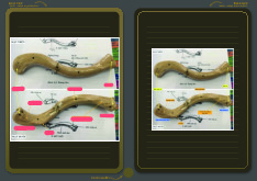 Tài liệu giải phẫu | Trường Đại học Y Dược, Đại học Quốc gia Hà Nội