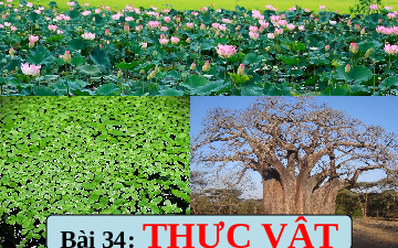Giáo án điện tử Khoa học tự nhiên 6 bài 34 Kết nối tri thức : Thực vật