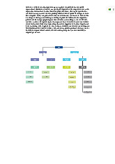 Unilever Organizational Structure Analysis - POM Course môn Principles of Management | Trường Đại học Quốc tế, Đại học Quốc gia Thành phố Hồ Chí Minh
