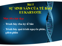 Bài giảng về Sự sinh sản của tế bào Eukaryote môn Sinh học tế bào | Đại học Bách Khoa Hà Nội