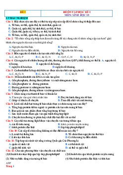 Đề ôn thi HK1 môn Sinh 10 Kết nối tri thức-Đề 5 (có đáp án)