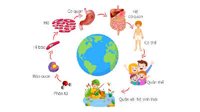 Giáo án điện tử Khoa học tự nhiên 8 Bài 42 Kết nối tri thức: Quần thể sinh vật