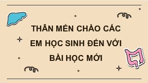 Bài 28: Hệ vận động ở người | Bài giảng PowerPoint KHTN 8 | Cánh diều