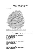 Bài 7: Cẳng - Bàn chân | Môn Giải phẫu 1 - Đại học Cần Thơ
