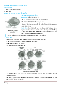 Trắc nghiệm nguyên phân giảm phân (có đáp án)