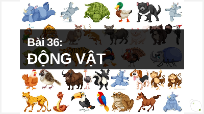Giáo án điện tử Khoa học tự nhiên 6 bài 36 Kết nối tri thức : Động vật