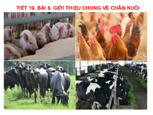 Bài giảng điện tử môn Công nghệ 7 Bài 8: Giới thiệu chung về chăn nuôi (Tiết 19) | Cánh diều
