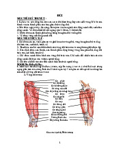 GP ĐÙI - GỐI - Phần 4: Cấu Trúc và Chức Năng của Vùng Đùi
