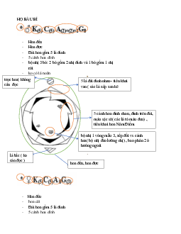 Lý thuyết môn Dược học về Hoa thức, hoa đồ