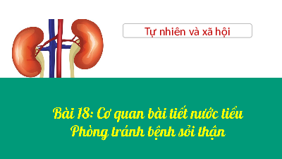 Giáo án điện tử Tự nhiên và xã hội 2 Bài 18 Cánh diều: Cơ quan bài tiết nước tiểu: Phòng tránh bệnh sỏi thận