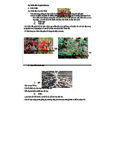 Tổng Quan về Họ Thầu Dầu Euphorbiaceae: Đặc Điểm & Phân Loại