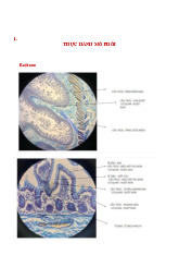 Thực hành Mô Phôi 2 | Môn Mô phôi - Đại học Hòa Bình