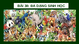 Giáo án điện tử Khoa học tự nhiên 6 bài 38 Kết nối tri thức : Đa dạng sinh học