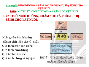 Giáo án điện tử Công nghệ 7 Bài 10 Chân trời sáng tạo: Kĩ thuật nuôi dưỡng và chăm sóc vật nuôi