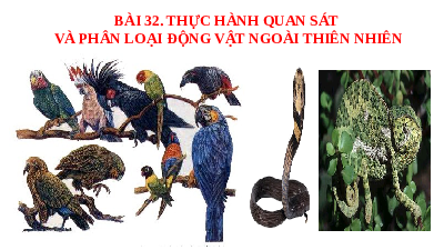 Bài 32: Thực hành và quan sát động vật | Bài giảng PowerPoint KHTN 6 | Chân trời sáng tạo