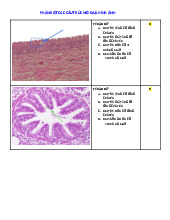 Phân biệt Mô phôi 2: Cấu trúc và Đặc điểm qua hình ảnh | Môn Mô phôi - Đại học Hòa Bình