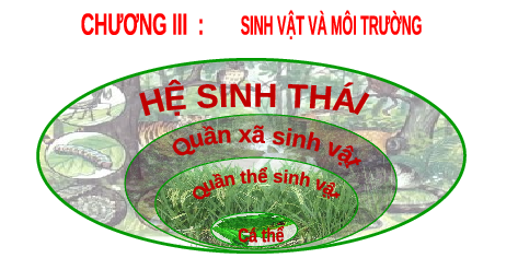 Giáo án điện tử Khoa học tự nhiên 8 Bài 42 Kết nối tri thức: Quần thể sinh vật