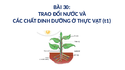 Giáo án điện tử Khoa học tự nhiên 7 bài 30 Kết nối tri thức : Trao đổi nước và chất dinh dưỡng ở thực vật
