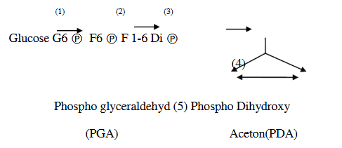 Trong chuỗi phản ứng sau, ở giai đoạn nào có sự tham gia của enzym Aldolase: (ảnh 1)